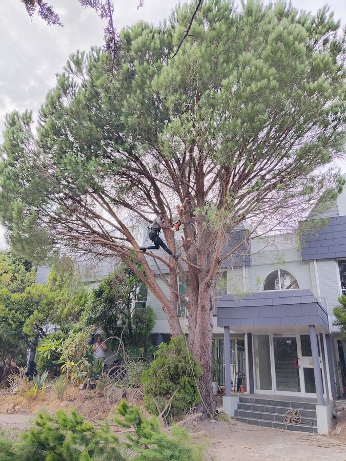 Tree felling in progress on a large tree at a Cape Town home