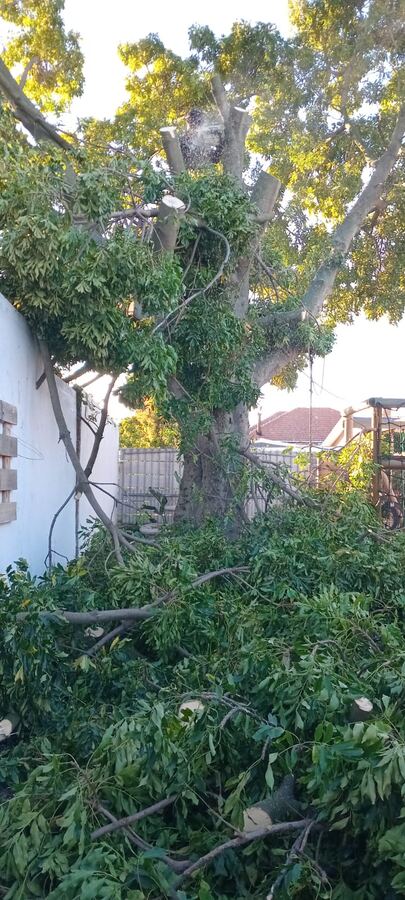 Overgrown plot being cleared in Cape Town