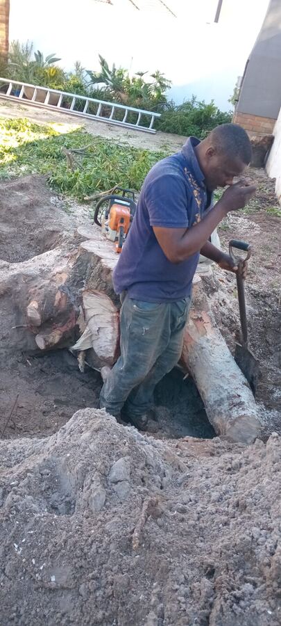 Worker removing a tree stump from the ground