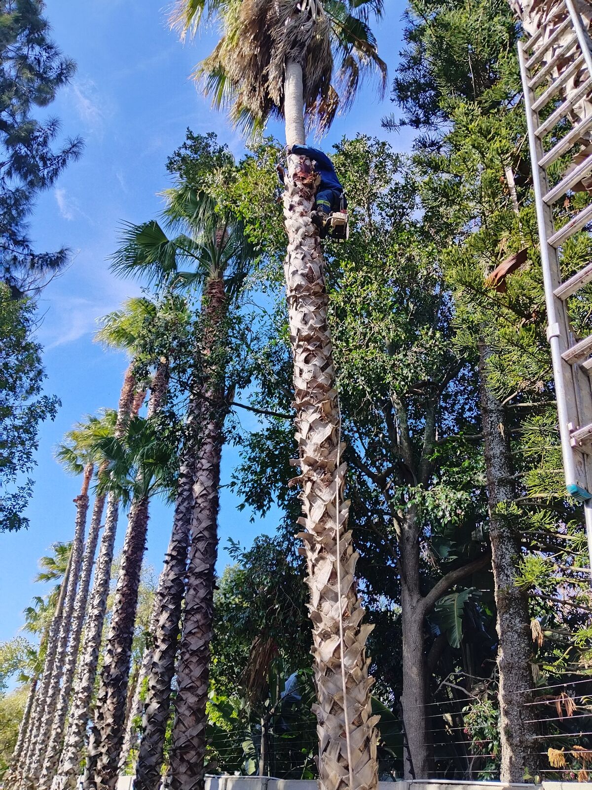 Tree felling team member working high up in tall palm trees in Cape Town