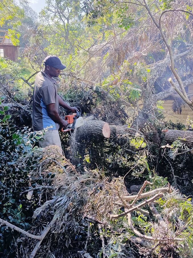 Cut branches and vegetation being cleared from a garden