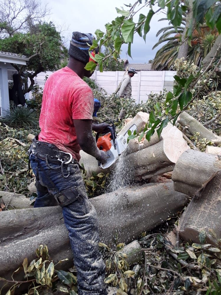 Enock Tree Felling worker cutting a felled tree trunk with a chainsaw