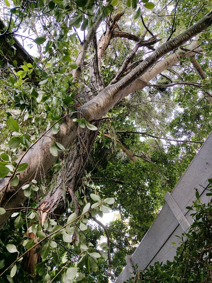 Tree being maintained and pruned in a Cape Town garden