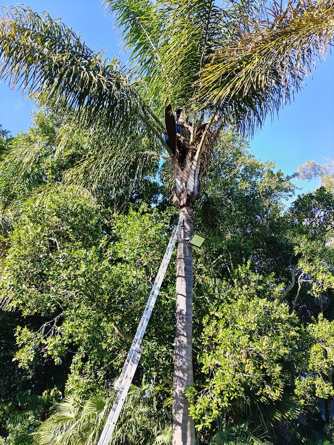 Palm tree being trimmed with a ladder in Cape Town